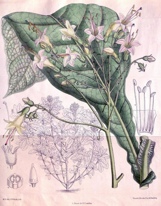 Curtis's botanical magazine. London ; New York [etc.] :Academic Press [etc.]. | "Botanical illustration" Botany Periodicals "Pictorial works" "Plants, Ornamental"  | Vintage Print Reproduction 457810