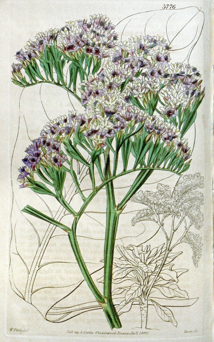 Curtis's botanical magazine. London ;New York [etc.] :Academic Press [etc.]. | Botany Periodicals "Pictorial works"  | Vintage Print Reproduction 457811