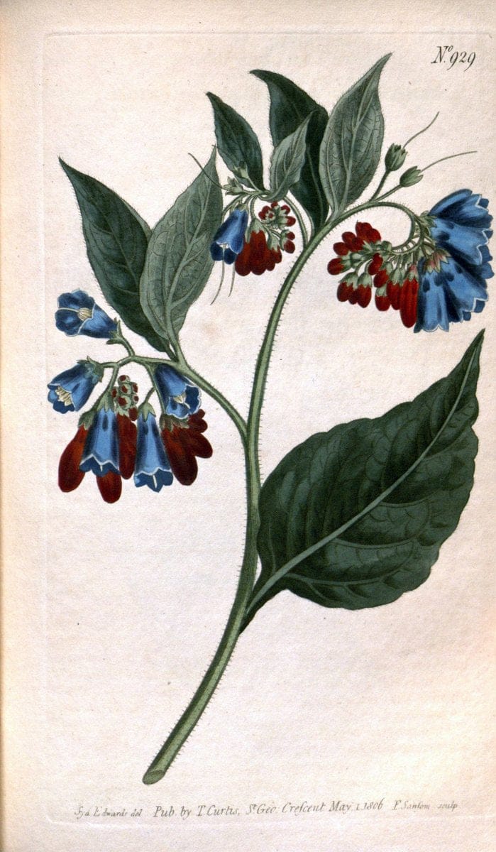 Curtis's botanical magazine. London ;New York [etc.] :Academic Press [etc.]. | Botany Periodicals "Pictorial works"  | Vintage Print Reproduction 457813