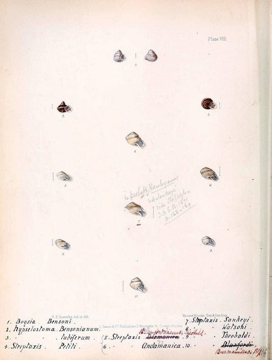 Conchologia indica,.London,1870-1876.  | India Mollusks Shells  | Vintage Print Reproduction 457814