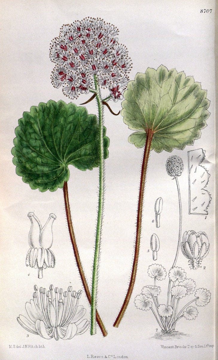 Curtis's botanical magazine. London ; New York [etc.] :Academic Press [etc.]. | "Botanical illustration" Botany Periodicals "Pictorial works" "Plants, Ornamental"  | Vintage Print Reproduction 457815