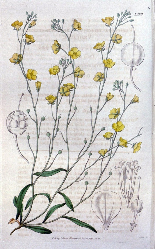 Curtis's botanical magazine. London ;New York [etc.] :Academic Press [etc.]. | Botany Periodicals "Pictorial works"  | Vintage Print Reproduction 457816