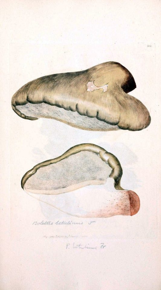 Coloured figures of English fungi or mushrooms. London,Printed by J. Davis,1797-[1809]. | England Mushrooms  | Vintage Print Reproduction 457817