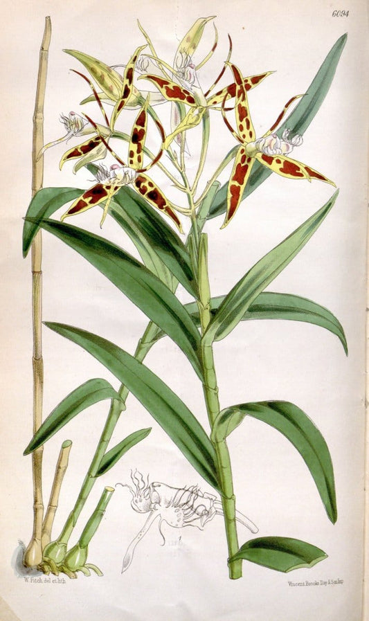 Curtis's botanical magazine. London ; New York [etc.] :Academic Press [etc.]. | "Botanical illustration" Botany Periodicals "Pictorial works" "Plants, Ornamental"  | Vintage Print Reproduction 457818