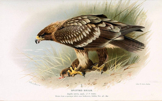 Coloured figures of the birds of the British Islands. v.1London :R. H. Porter,1885-1897. | Vintage Print Reproduction 457819
