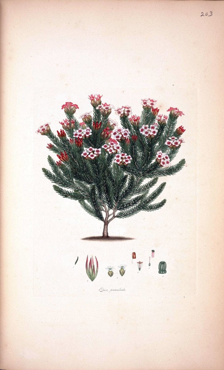 Coloured engravings of heaths :.London  | 1802 "19th century" Botany England Erica Ericaceae Etching "Graphic media :" Handcolored History "Pictorial works"  | Vintage Print Reproduction 457820