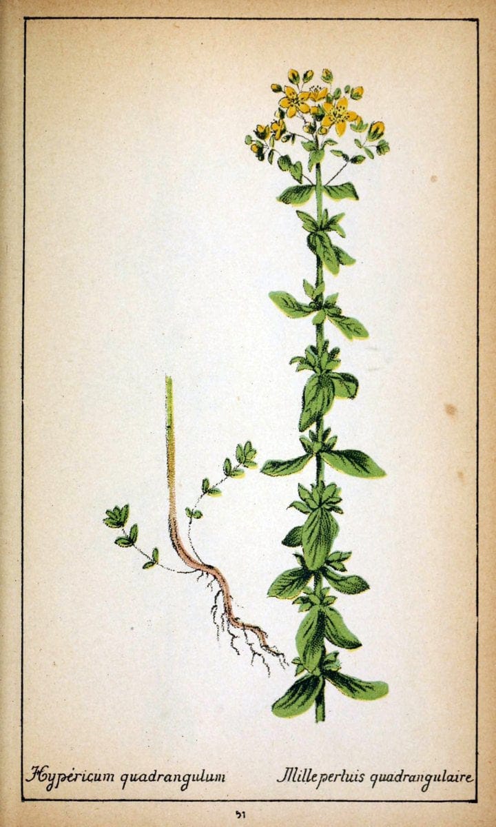 Choix de plantes de l'Europe centrale et particuliÃ¨rement de la Suisse et de la SavoieGe | Europe Central "Pictorial works" Plants "Savoy (France and Italy)" Switzerland  | Vintage Reproduction 457821