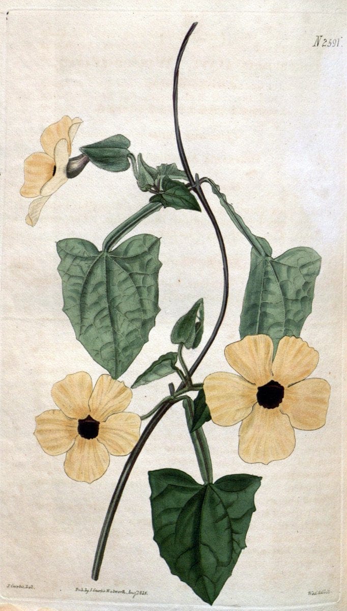 Curtis's botanical magazine. London ; New York [etc.] :Academic Press [etc.]. | "Botanical illustration" Botany Periodicals "Pictorial works" "Plants, Ornamental"  | Vintage Print Reproduction 457822