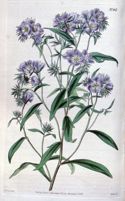 Curtis's botanical magazine..London ;New York [etc.] :Academic Press [etc.]. |  | Vintage Print Reproduction 457824