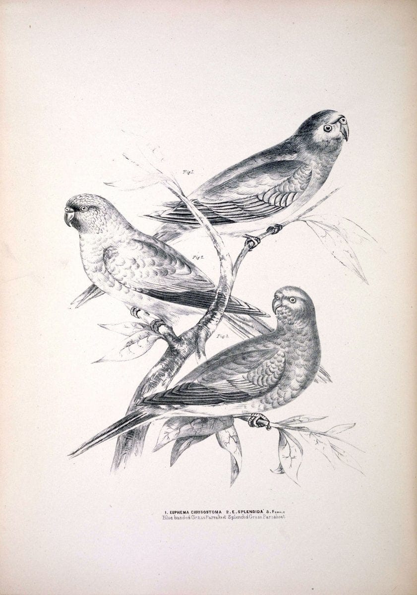 Companion to Gould's Handbook; or, Synopsis of the birds of Australia. Brisbane,Thorne & Greenwell,1877.  | Australia Birds | Vintage Print Reproduction 457825