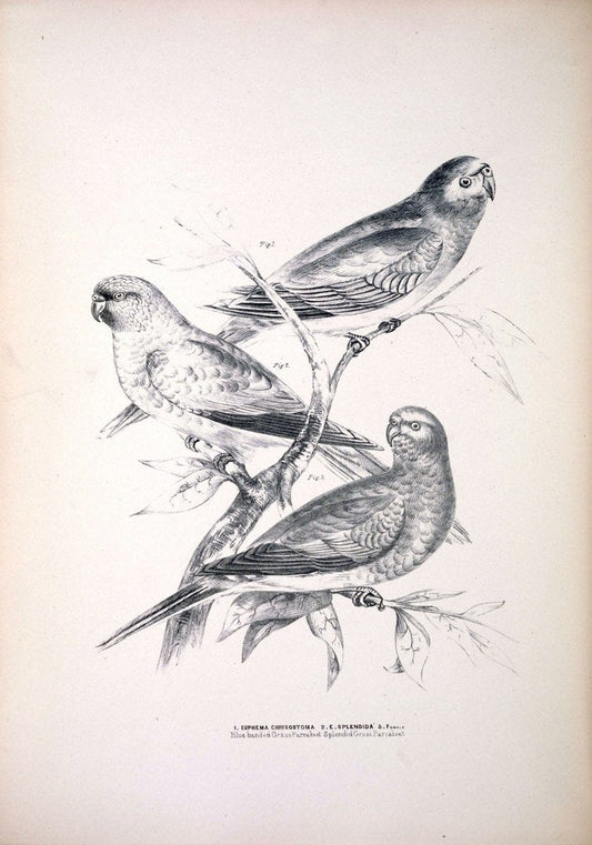 Companion to Gould's Handbook; or, Synopsis of the birds of Australia. Brisbane,Thorne & Greenwell,1877.  | Australia Birds | Vintage Print Reproduction 457825