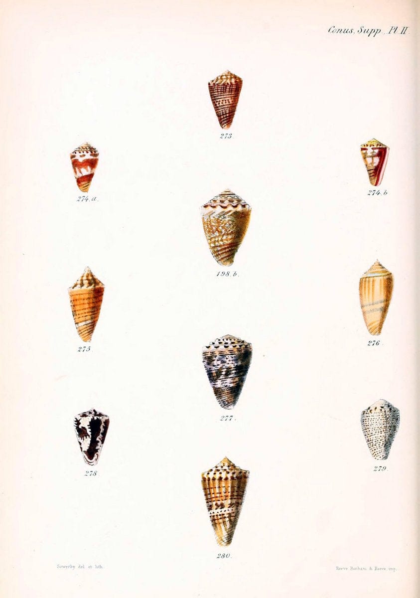 Conchologia iconica, or, Illustrations of the shells of molluscous animals. v.1London :Reeve, Brothers,1843-1878. | Mollusks "Pictorial works" Shells  | Vintage Print Reproduction 457826