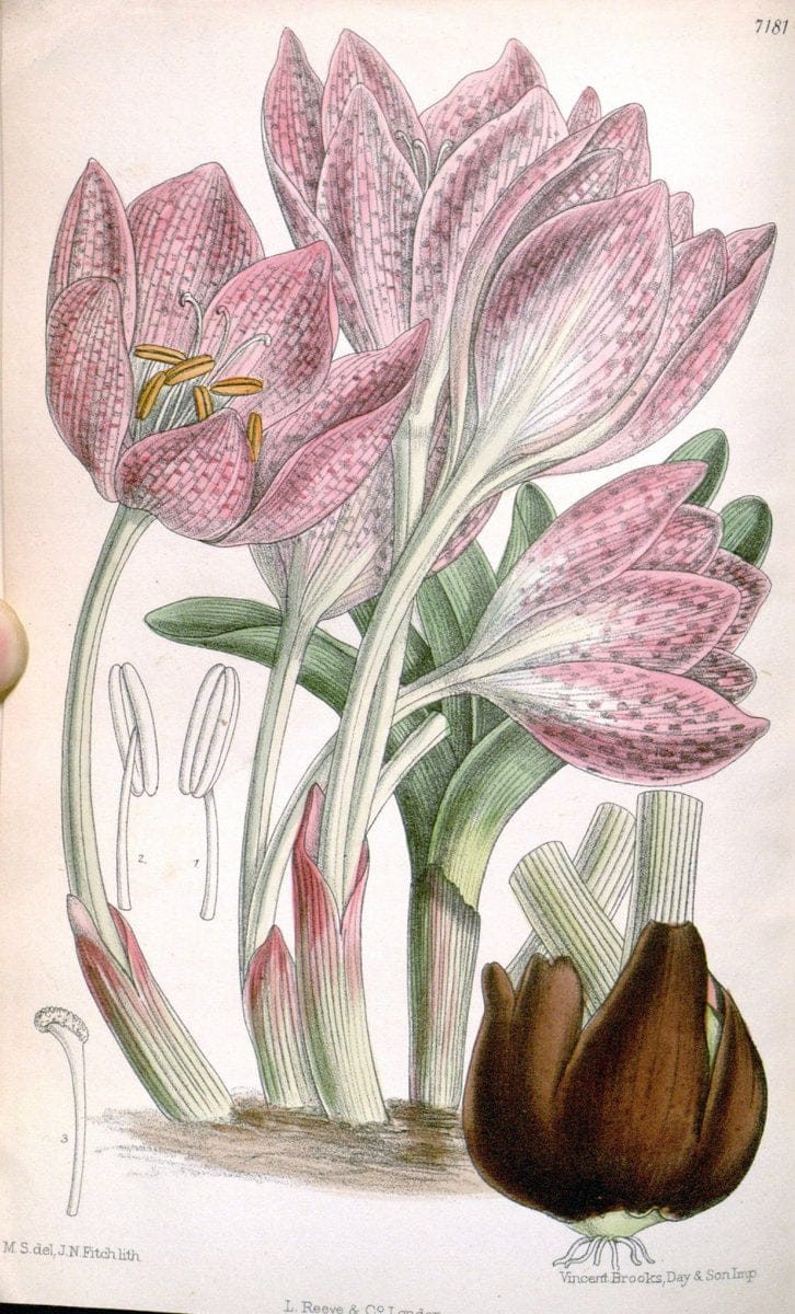 Curtis's botanical magazine. London ; New York [etc.] :Academic Press [etc.]. | "Botanical illustration" Botany Periodicals "Pictorial works" "Plants, Ornamental"  | Vintage Print Reproduction 457827