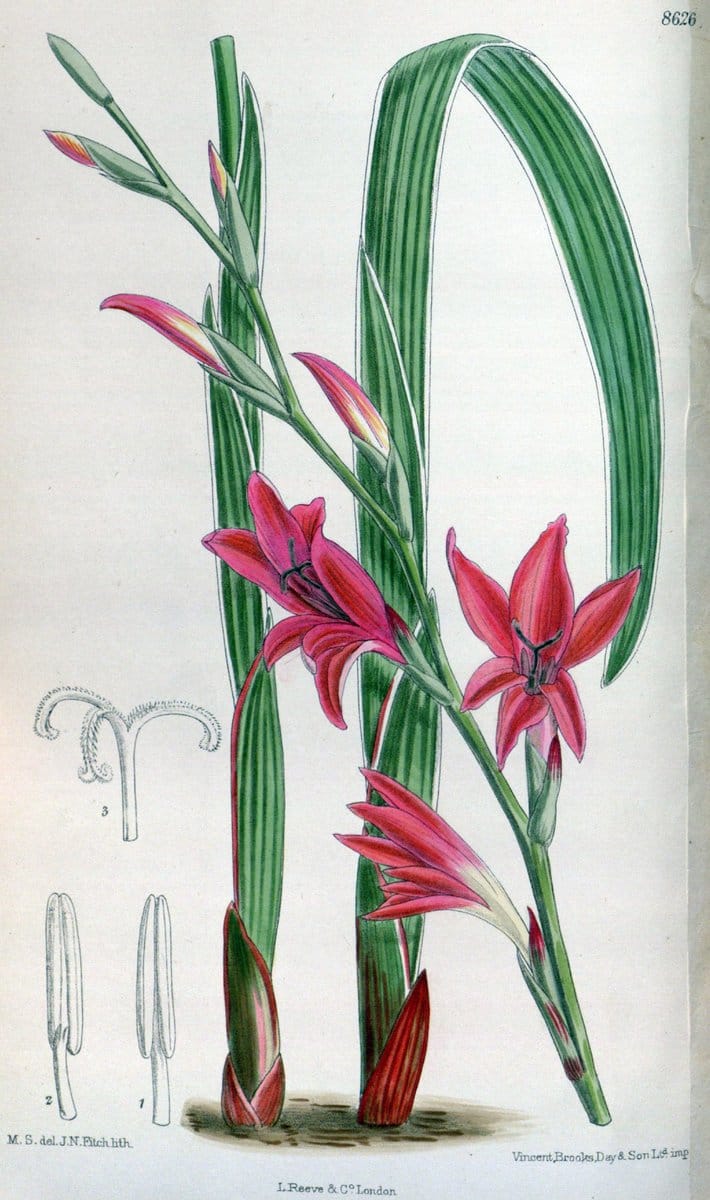 Curtis's botanical magazine. London ; New York [etc.] :Academic Press [etc.]. | "Botanical illustration" Botany Periodicals "Pictorial works" "Plants, Ornamental"  | Vintage Print Reproduction 457828