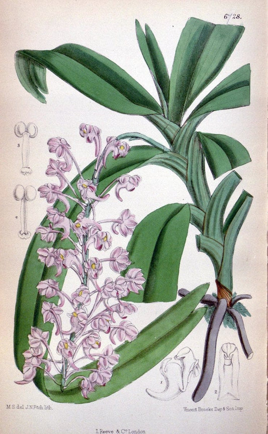 Curtis's botanical magazine. London ; New York [etc.] :Academic Press [etc.]. | "Botanical illustration" Botany Periodicals "Pictorial works" "Plants, Ornamental"  | Vintage Print Reproduction 457829