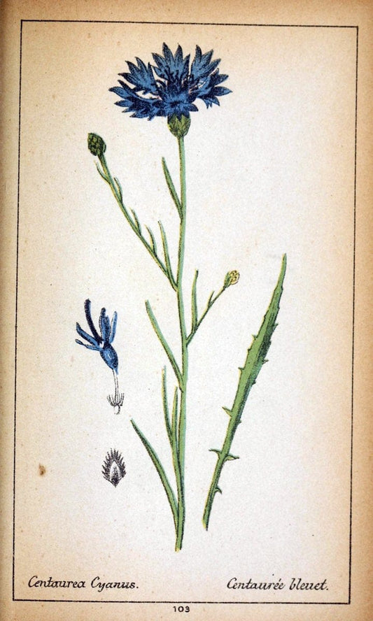 Choix de plantes de l'Europe centrale et particuliÃ¨rement de la Suisse et de la SavoieGe | Europe Central "Pictorial works" Plants "Savoy (France and Italy)" Switzerland  | Vintage Reproduction 457830
