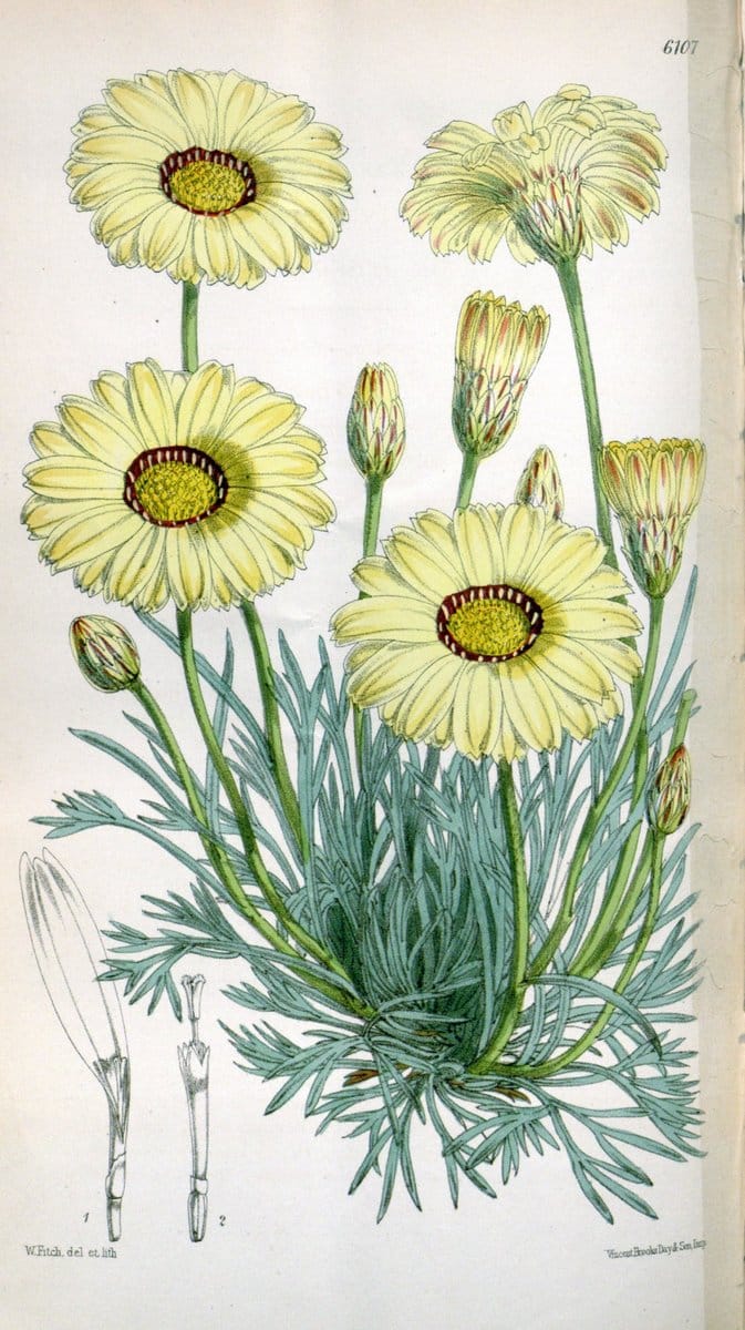 Curtis's botanical magazine. London ; New York [etc.] :Academic Press [etc.]. | "Botanical illustration" Botany Periodicals "Pictorial works" "Plants, Ornamental"  | Vintage Print Reproduction 457831