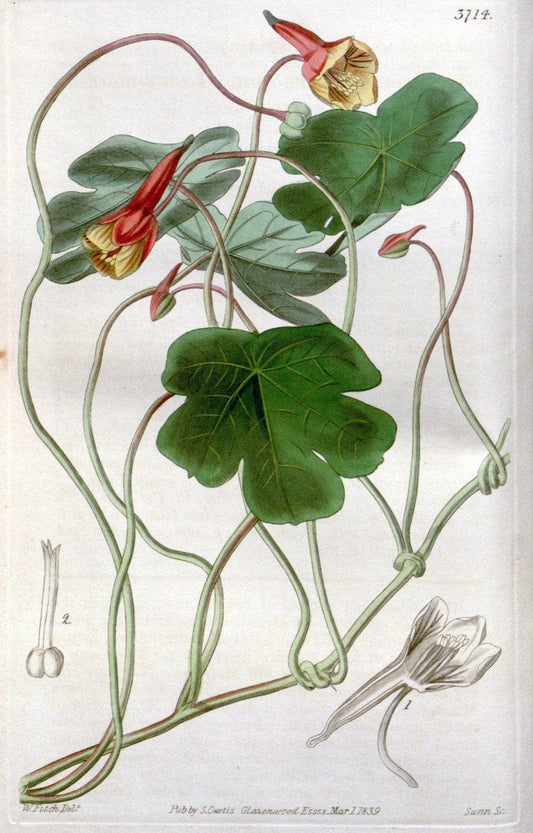 Curtis's botanical magazine..London ;New York [etc.] :Academic Press [etc.]. |  | Vintage Print Reproduction 457832