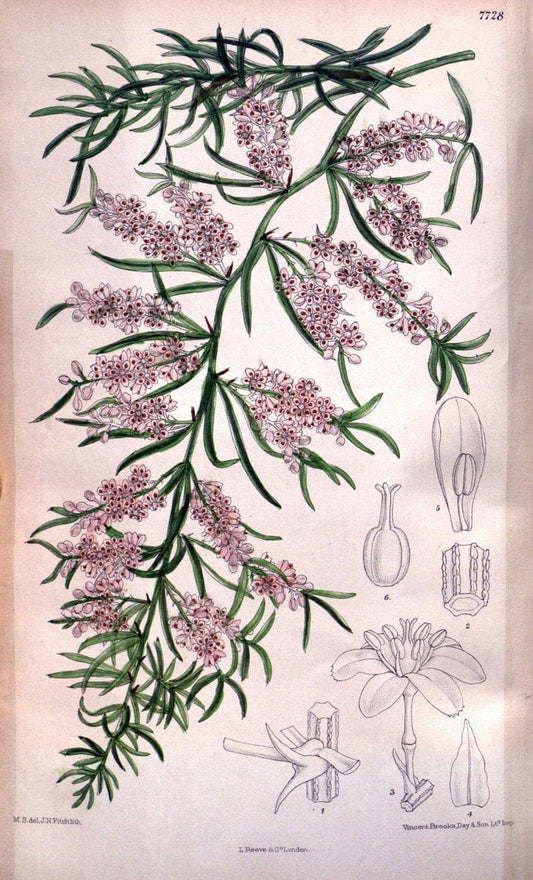 Curtis's botanical magazine. London ;New York [etc.] :Academic Press [etc.]. | Botany Periodicals "Pictorial works"  | Vintage Print Reproduction 457833