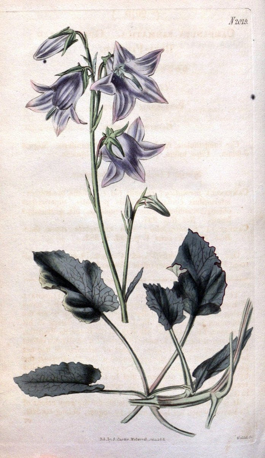 Curtis's botanical magazine. London ; New York [etc.] :Academic Press [etc.]. | "Botanical illustration" Botany Periodicals "Pictorial works" "Plants, Ornamental"  | Vintage Print Reproduction 457834