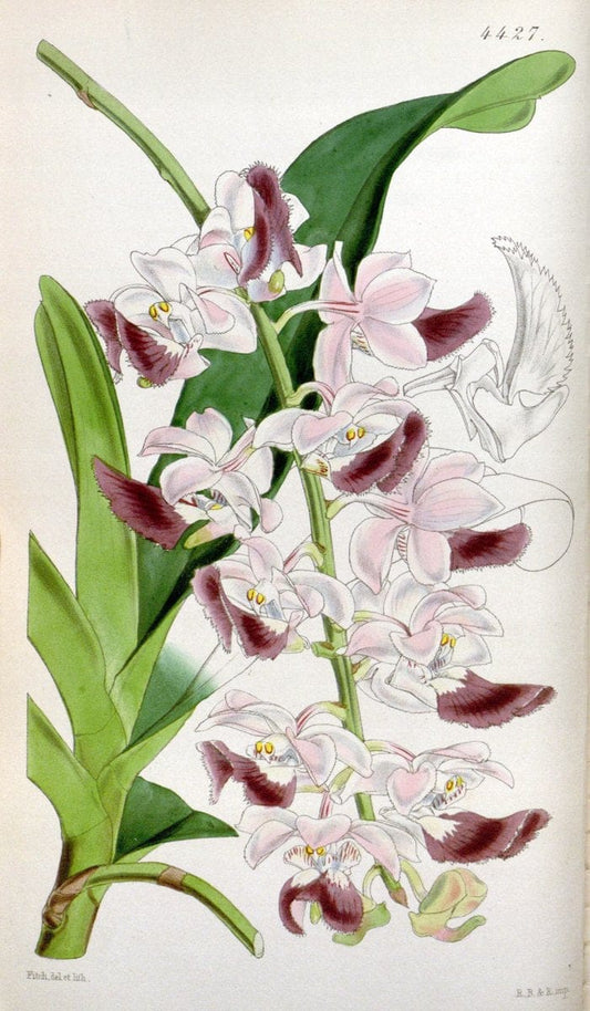 Curtis's botanical magazine. London ;New York [etc.] :Academic Press [etc.]. | Botany Periodicals "Pictorial works"  | Vintage Print Reproduction 457835