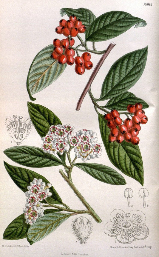 Curtis's botanical magazine. London ; New York [etc.] :Academic Press [etc.]. | "Botanical illustration" Botany Periodicals "Pictorial works" "Plants, Ornamental"  | Vintage Print Reproduction 457836