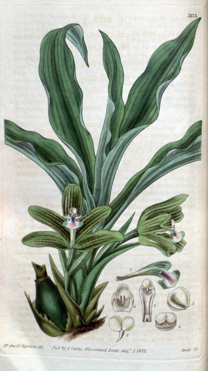 Curtis's botanical magazine. London ; New York [etc.] :Academic Press [etc.]. | "Botanical illustration" Botany Periodicals "Pictorial works" "Plants, Ornamental"  | Vintage Print Reproduction 457837