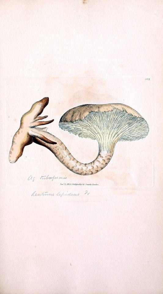 Coloured figures of English fungi or mushrooms. London,Printed by J. Davis,1797-[1809]. | England Mushrooms  | Vintage Print Reproduction 457838