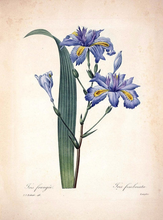 Choix des plus belles fleurs :.Paris :Ernest Panckoucke,[1833].  | 1833 Botany France Icones "Pictorial works"  | Vintage Print Reproduction 457839