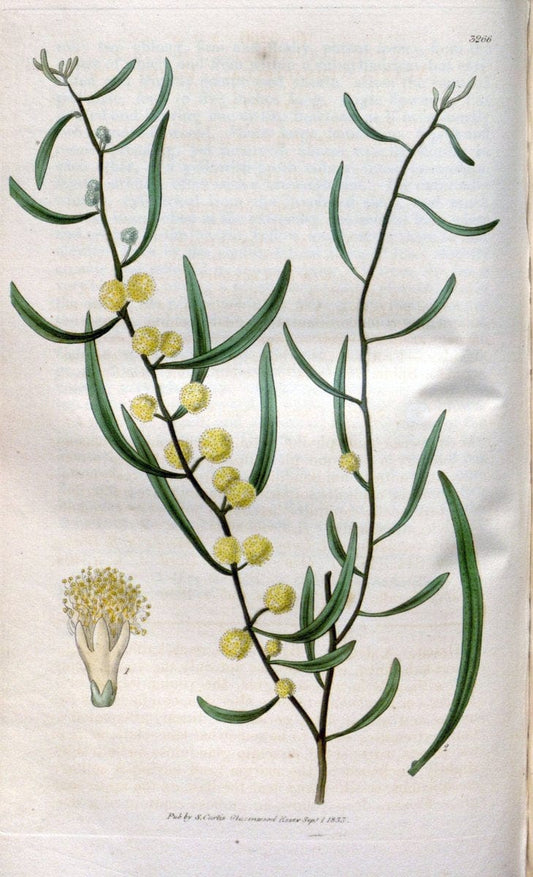 Curtis's botanical magazine. London ; New York [etc.] :Academic Press [etc.]. | "Botanical illustration" Botany Periodicals "Pictorial works" "Plants, Ornamental"  | Vintage Print Reproduction 457840