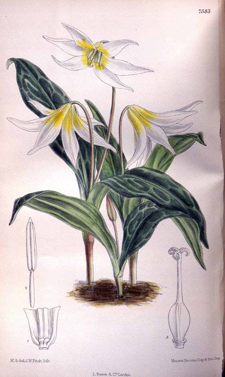 Curtis's botanical magazine. London ; New York [etc.] :Academic Press [etc.]. | "Botanical illustration" Botany Periodicals "Pictorial works" "Plants, Ornamental"  | Vintage Print Reproduction 457841