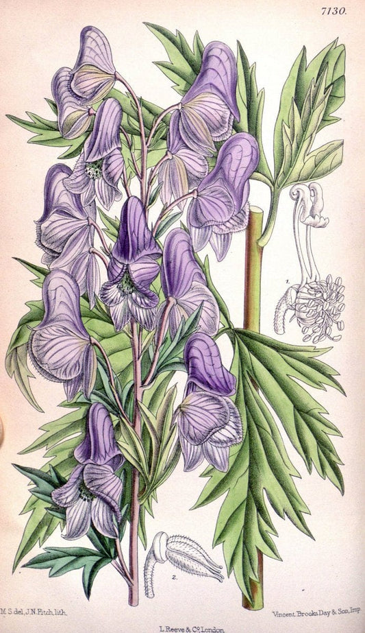Curtis's botanical magazine. London ; New York [etc.] :Academic Press [etc.]. | "Botanical illustration" Botany Periodicals "Pictorial works" "Plants, Ornamental"  | Vintage Print Reproduction 457842