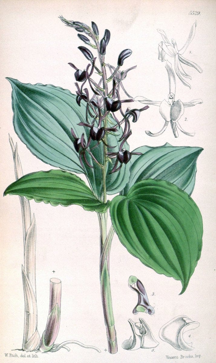 Curtis's botanical magazine..London ;New York [etc.] :Academic Press [etc.]. |  | Vintage Print Reproduction 457843