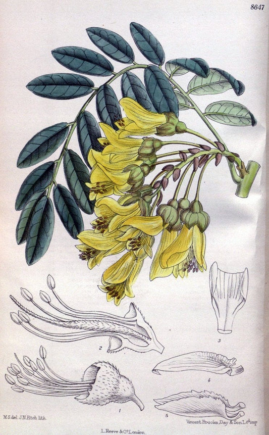 Curtis's botanical magazine. London ; New York [etc.] :Academic Press [etc.]. | "Botanical illustration" Botany Periodicals "Pictorial works" "Plants, Ornamental"  | Vintage Print Reproduction 457844