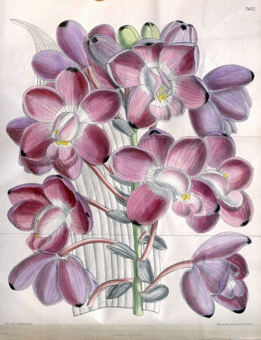 Curtis's botanical magazine. London ; New York [etc.] :Academic Press [etc.]. | "Botanical illustration" Botany Periodicals "Pictorial works" "Plants, Ornamental"  | Vintage Print Reproduction 457845