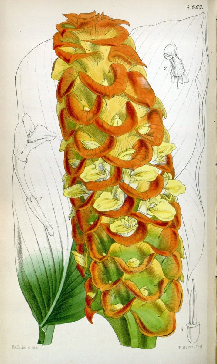 Curtis's botanical magazine. London ; New York [etc.] :Academic Press [etc.]. | "Botanical illustration" Botany Periodicals "Pictorial works" "Plants, Ornamental"  | Vintage Print Reproduction 457846