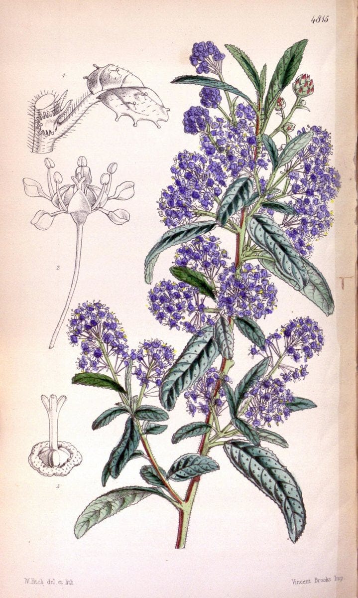 Curtis's botanical magazine. London ;New York [etc.] :Academic Press [etc.]. | Botany Periodicals "Pictorial works"  | Vintage Print Reproduction 457847