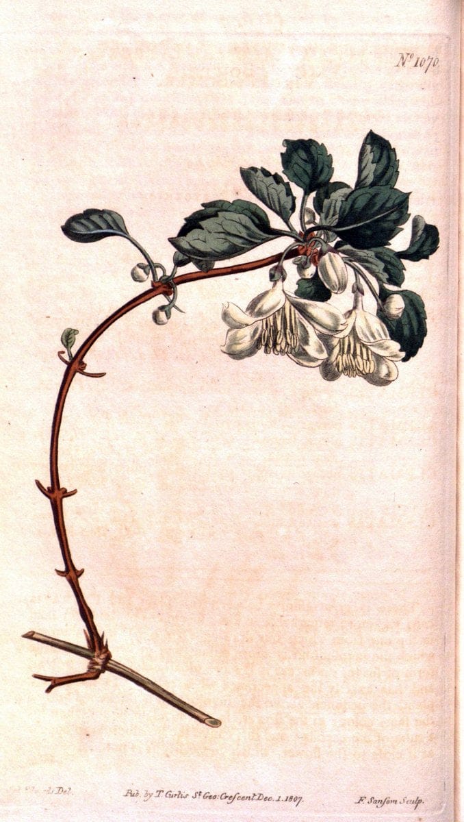 Curtis's botanical magazine. London ; New York [etc.] :Academic Press [etc.]. | "Botanical illustration" Botany Periodicals "Pictorial works" "Plants, Ornamental"  | Vintage Print Reproduction 457848