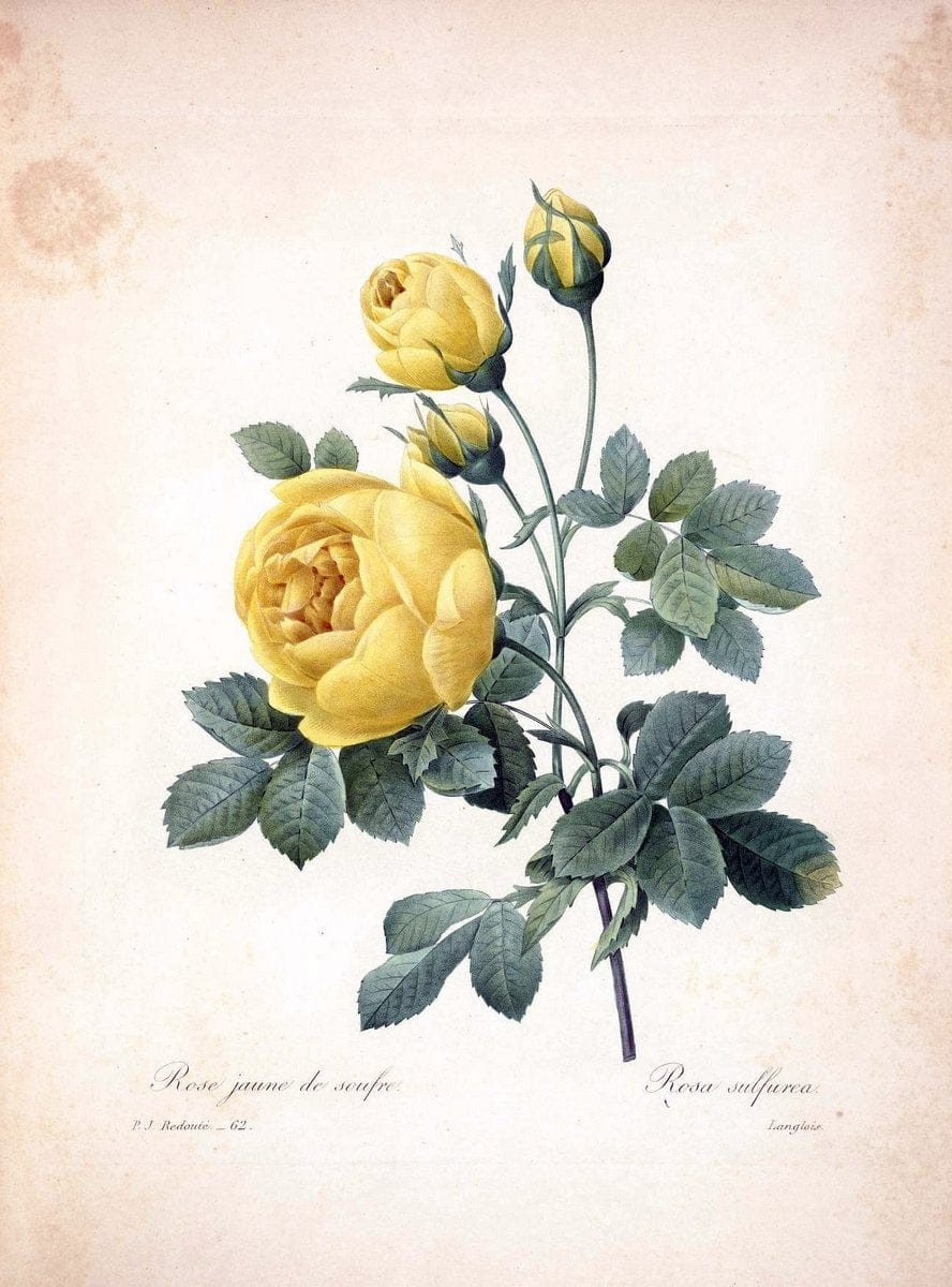 Choix des plus belles fleurs :.Paris :Ernest Panckoucke,[1833].  | 1833 Botany France Icones "Pictorial works"  | Vintage Print Reproduction 457849