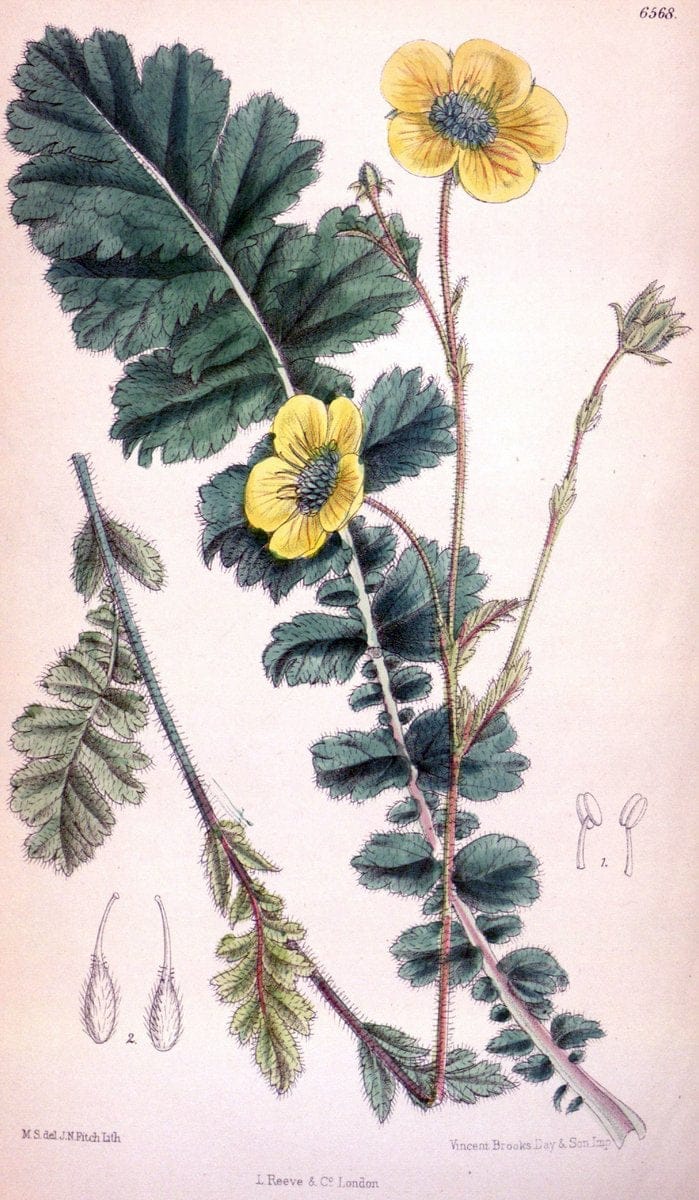 Curtis's botanical magazine. London ; New York [etc.] :Academic Press [etc.]. | "Botanical illustration" Botany Periodicals "Pictorial works" "Plants, Ornamental"  | Vintage Print Reproduction 457850