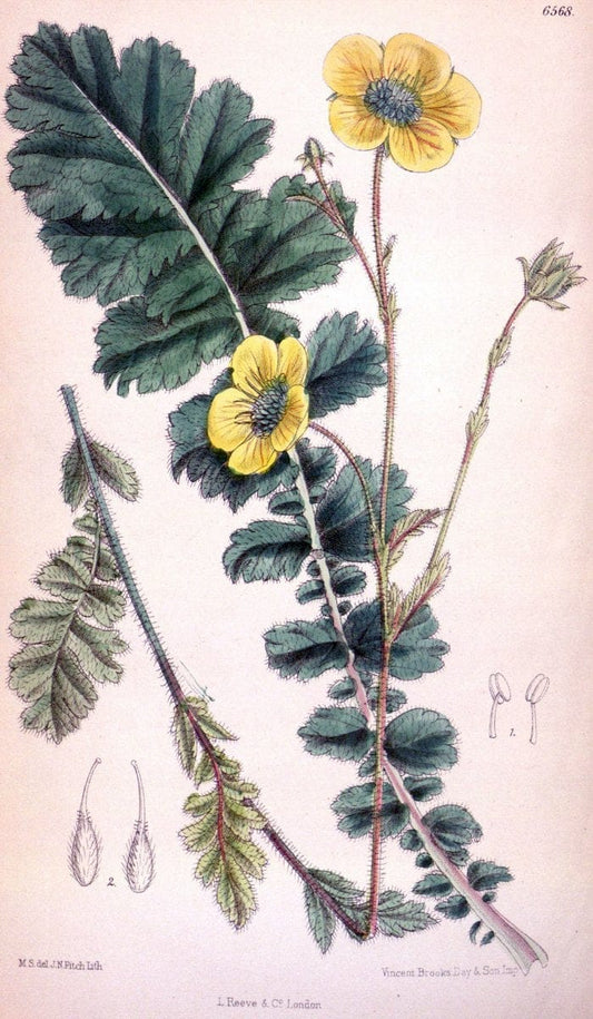 Curtis's botanical magazine. London ; New York [etc.] :Academic Press [etc.]. | "Botanical illustration" Botany Periodicals "Pictorial works" "Plants, Ornamental"  | Vintage Print Reproduction 457850