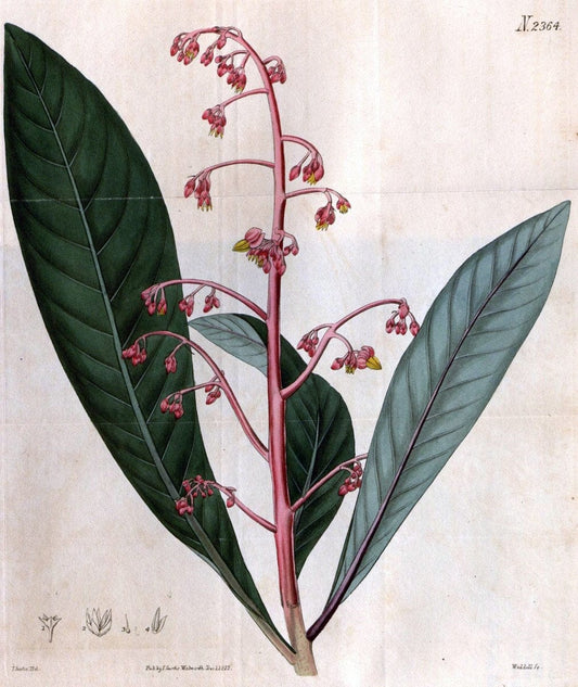 Curtis's botanical magazine. London ; New York [etc.] :Academic Press [etc.]. | "Botanical illustration" Botany Periodicals "Pictorial works" "Plants, Ornamental"  | Vintage Print Reproduction 457851