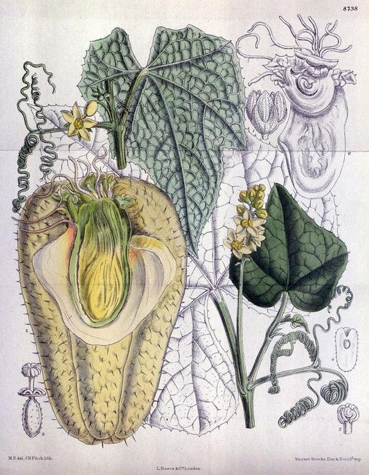 Curtis's botanical magazine. London ; New York [etc.] :Academic Press [etc.]. | "Botanical illustration" Botany Periodicals "Pictorial works" "Plants, Ornamental"  | Vintage Print Reproduction 457852