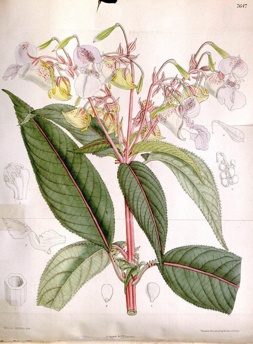 Curtis's botanical magazine. London ; New York [etc.] :Academic Press [etc.]. | "Botanical illustration" Botany Periodicals "Pictorial works" "Plants, Ornamental"  | Vintage Print Reproduction 457853