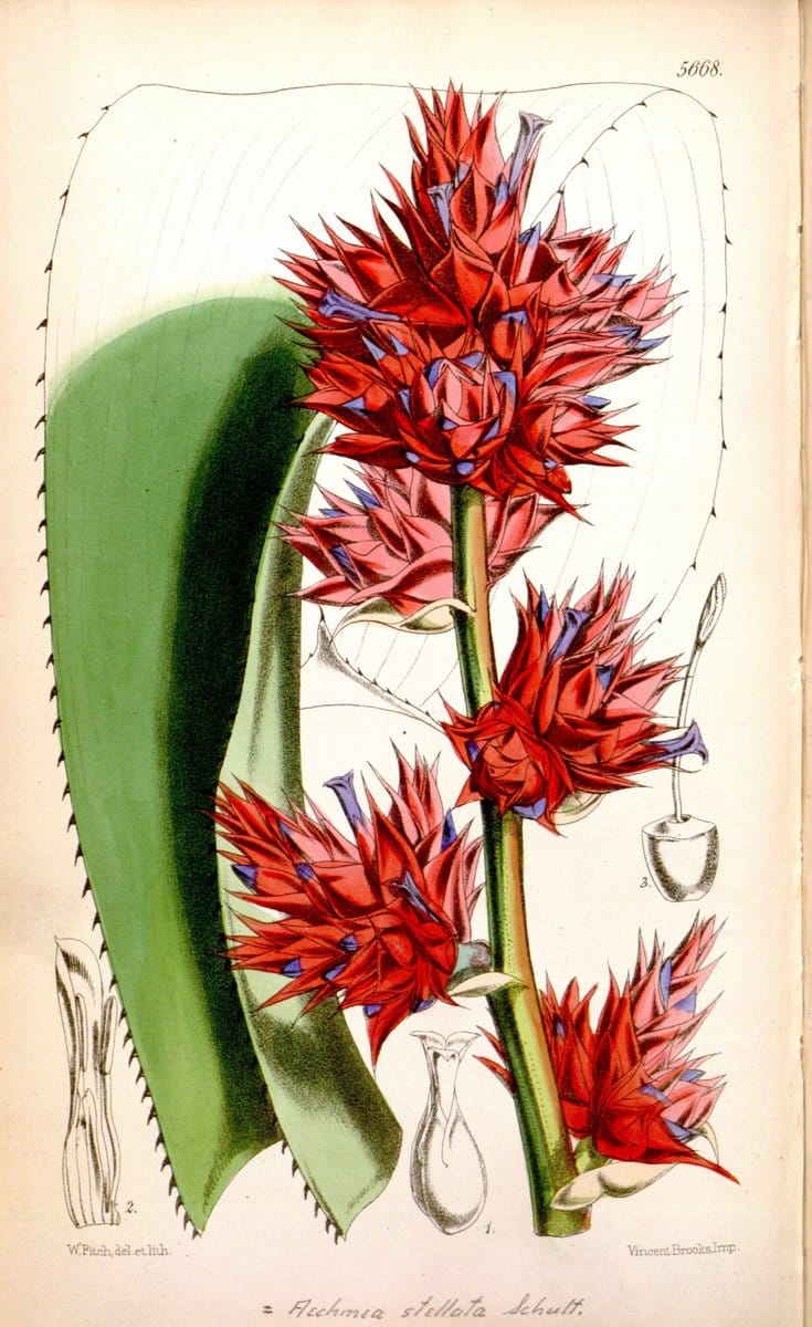 Curtis's botanical magazine. London ; New York [etc.] :Academic Press [etc.]. | "Botanical illustration" Botany Periodicals "Pictorial works" "Plants, Ornamental"  | Vintage Print Reproduction 457854