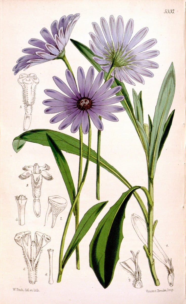 Curtis's botanical magazine. London ; New York [etc.] :Academic Press [etc.]. | "Botanical illustration" Botany Periodicals "Pictorial works" "Plants, Ornamental"  | Vintage Print Reproduction 457855