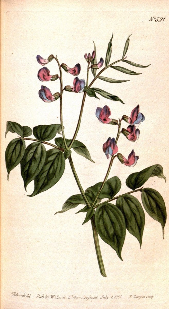 Curtis's botanical magazine. London ;New York [etc.] :Academic Press [etc.]. | Botany Periodicals "Pictorial works"  | Vintage Print Reproduction 457856