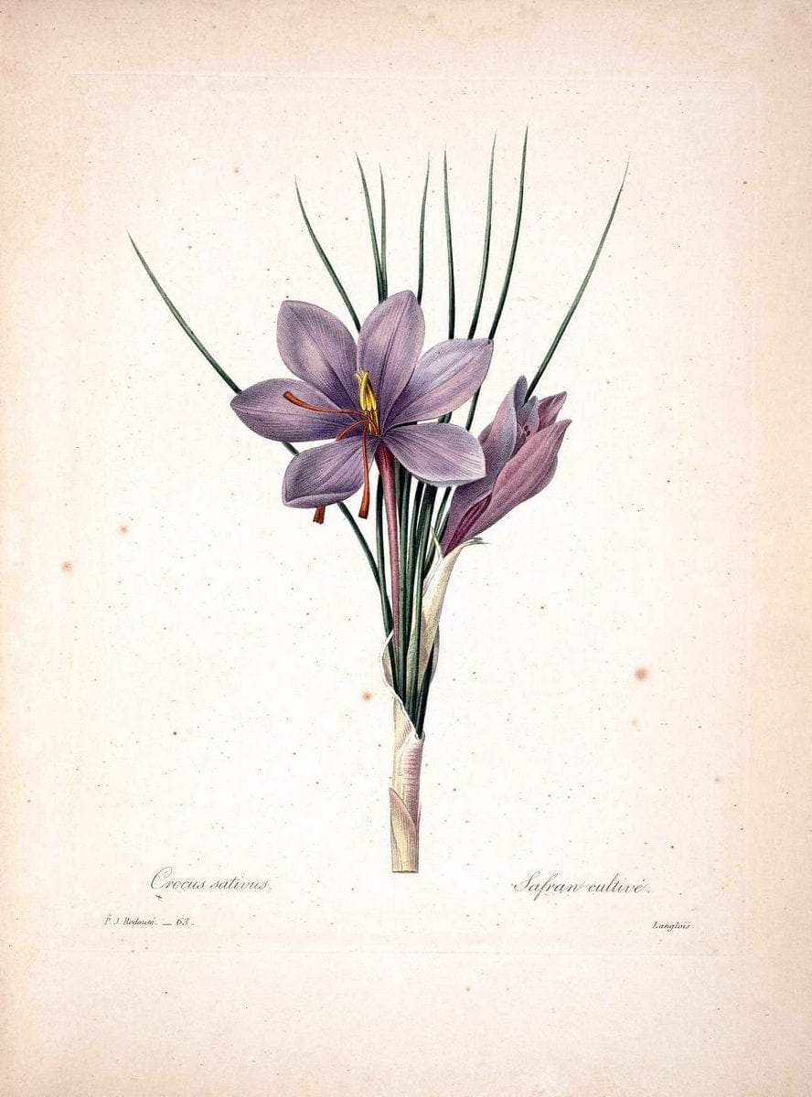 Choix des plus belles fleurs :.Paris :Ernest Panckoucke,[1833].  | 1833 Botany France Icones "Pictorial works"  | Vintage Print Reproduction 457857