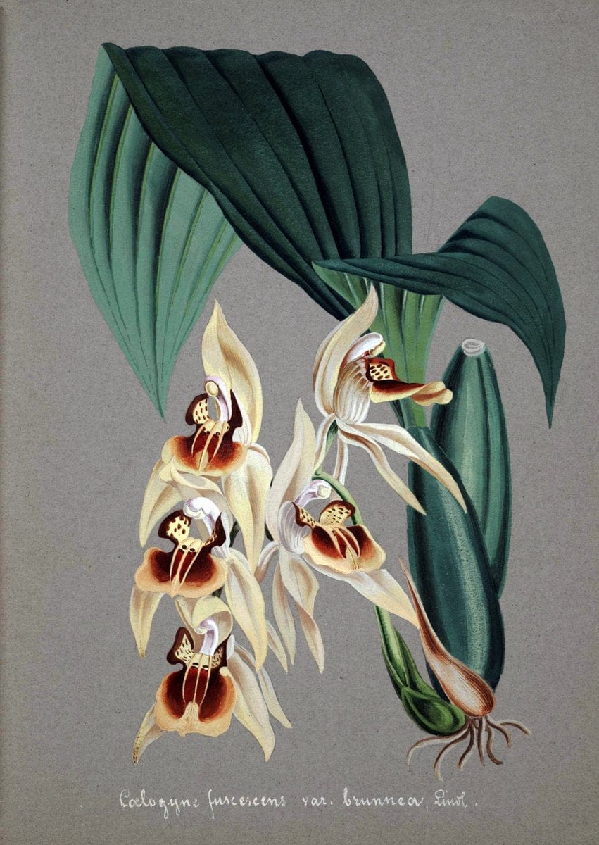 Collection d'orchideÃŒÂes.[S.l. :s.n.,18--]. | "Botanical illustration" Orchidaceae "Orchidaceae in art" "Pictorial works"  | Vintage Print Reproduction 457858