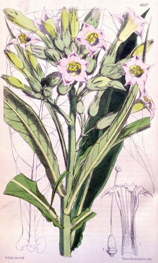 Curtis's botanical magazine. London ; New York [etc.] :Academic Press [etc.]. | "Botanical illustration" Botany Periodicals "Pictorial works" "Plants, Ornamental"  | Vintage Print Reproduction 457859